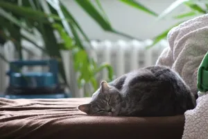 Rośliny bezpieczne dla kota